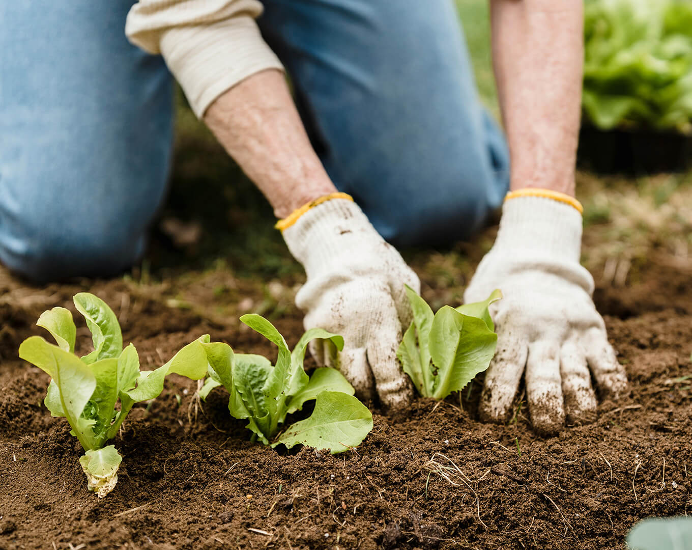 gardener with hands in mulch